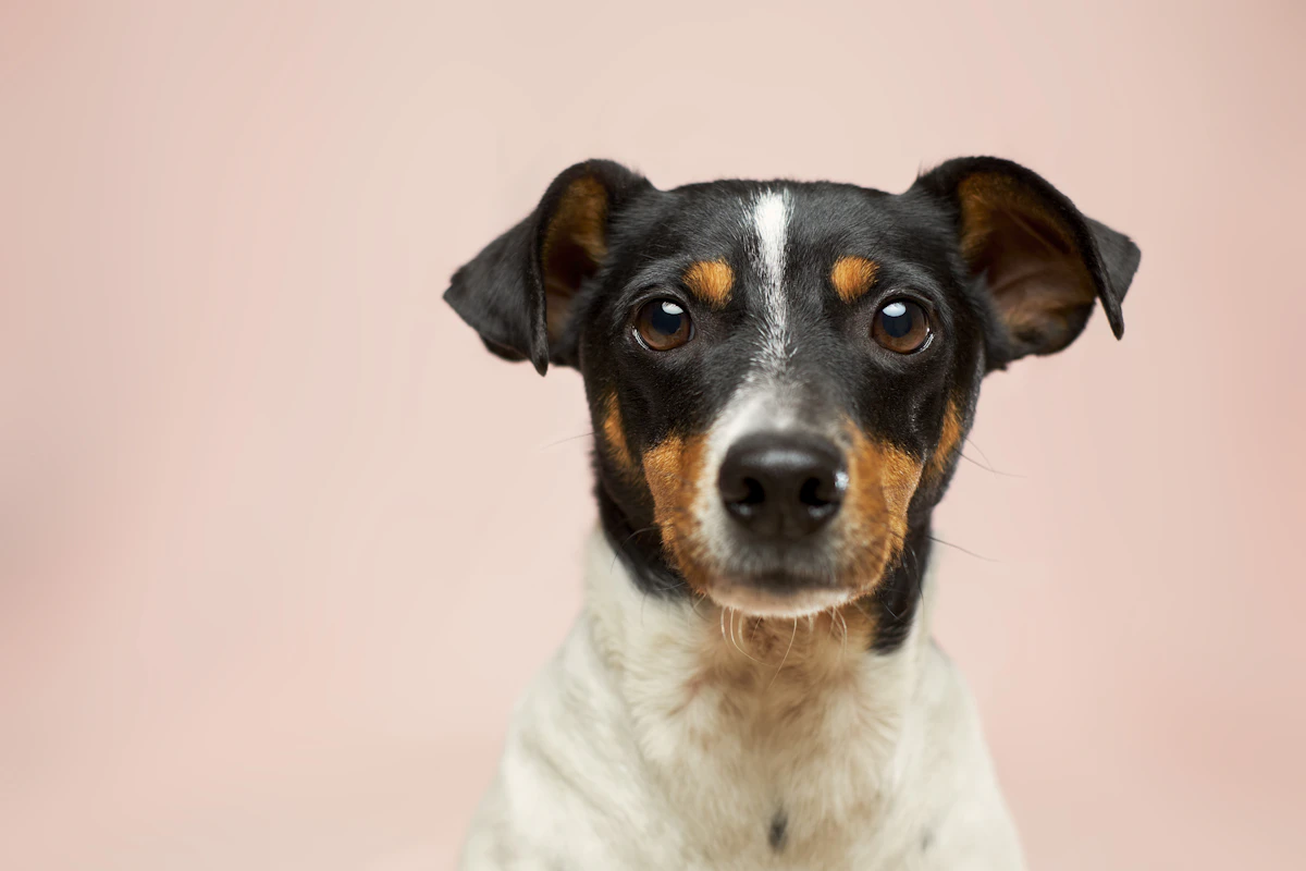 Perro de raza pequeña, no catalogada como potencialmente peligrosa