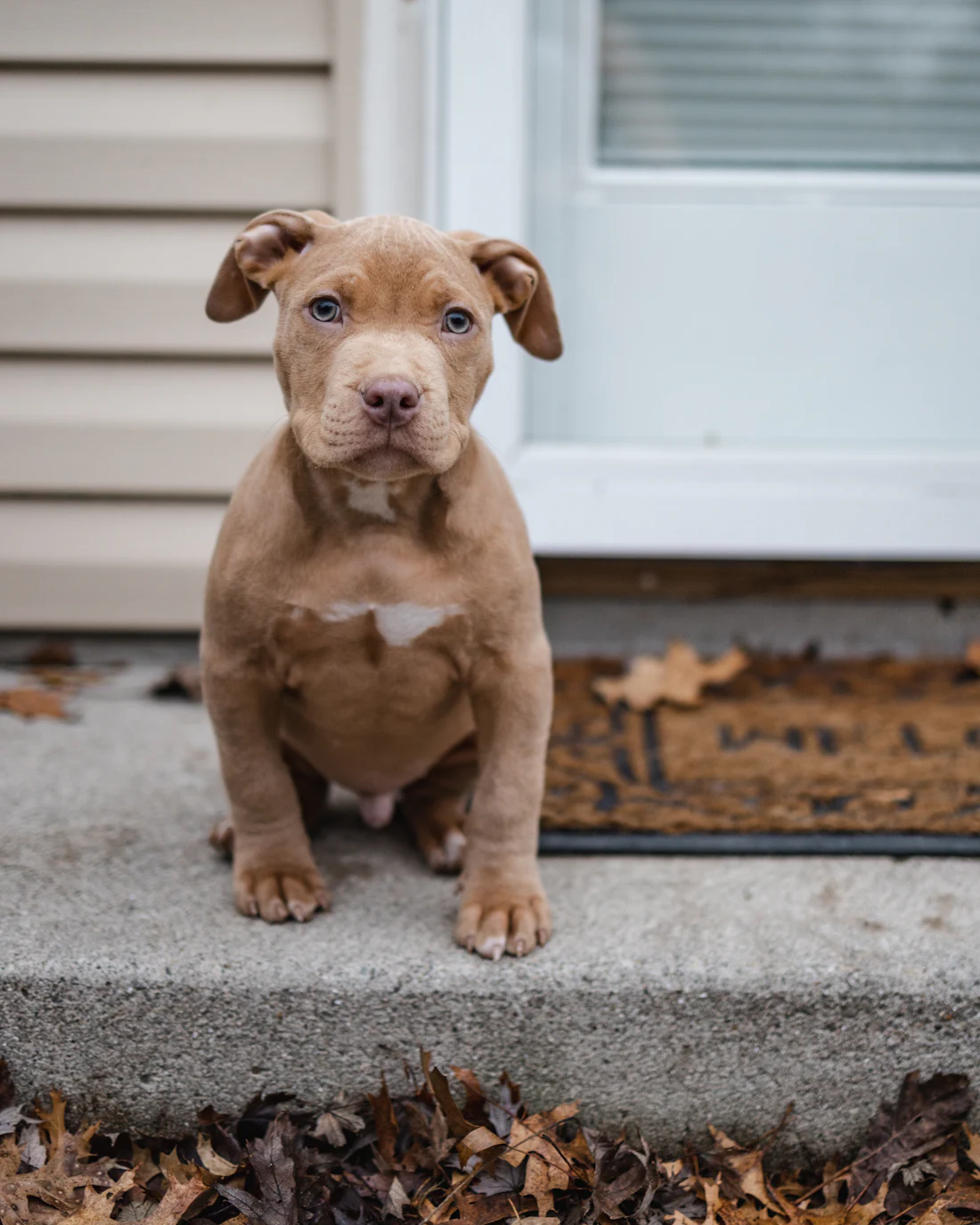 Cachorro de tipo pit bull, raza catalogada como potencialmente peligrosa